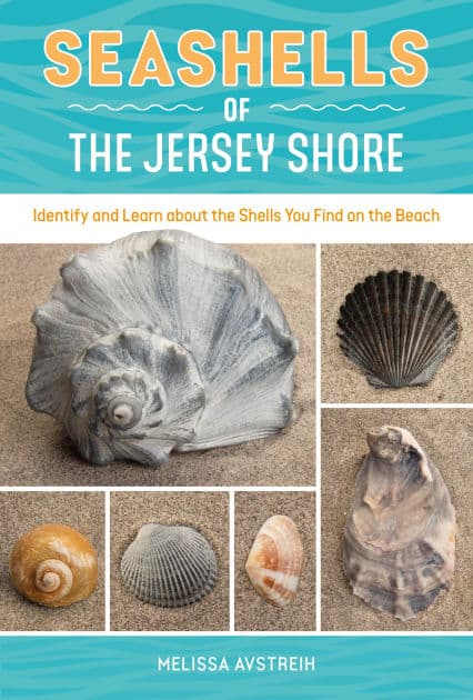 Seashells of the Jersey Shore: Identify and Learn about the Shells You Find on the Beach by Melissa Avstreih