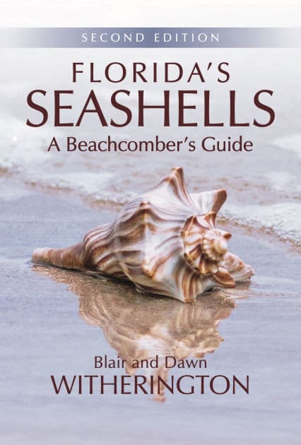 Florida's Seashells: A Beachcomber's Guide by Blair Witherington