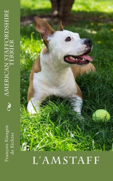American Staffordshire Terrier by Kiesgen