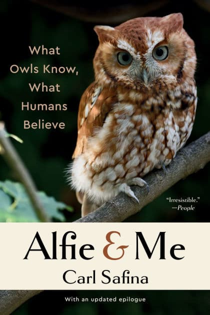 Alfie and Me: What Owls Know, What Humans Believe by Carl Safina