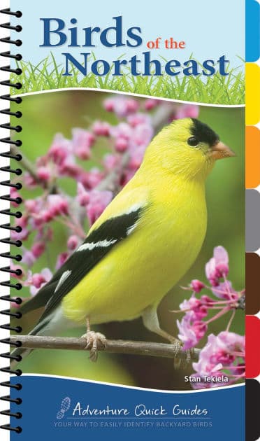 Birds of the Northeast: Your Way to Easily Identify Backyard Birds by Stan Tekiela