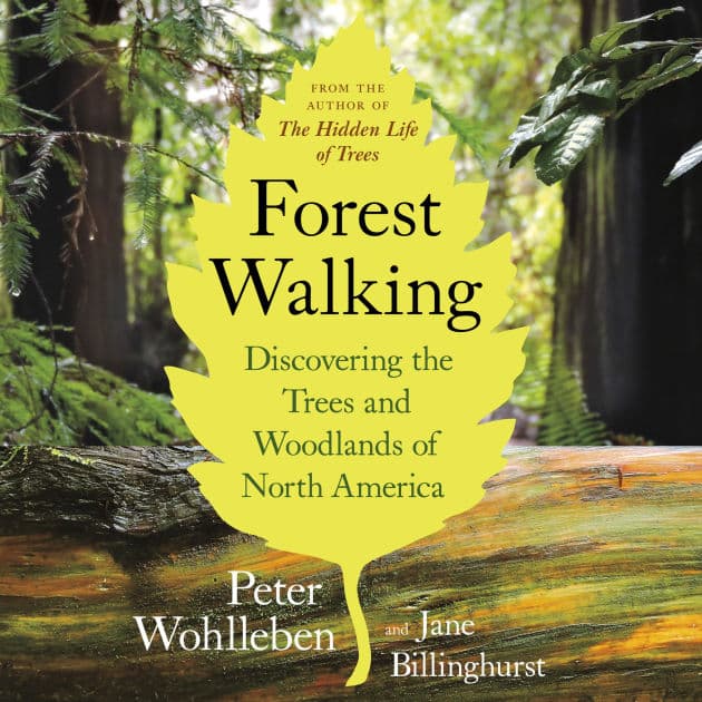 Forest Walking: Discovering the Trees and Woodlands of North America by Peter Wohlleben