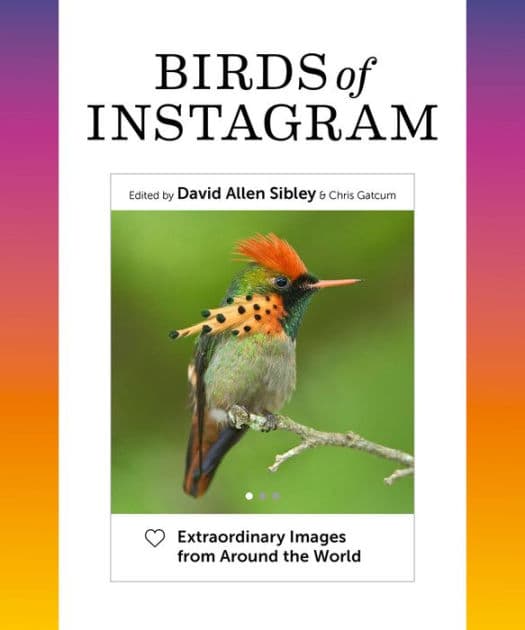 Birds of Instagram: Extraordinary Images from Around the World by David Allen Sibley