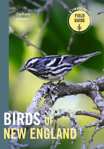 Birds of New England: A Timber Press Field Guide by Zach Adams