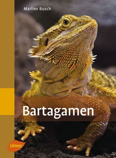 Bartagamen by Marlies Busch