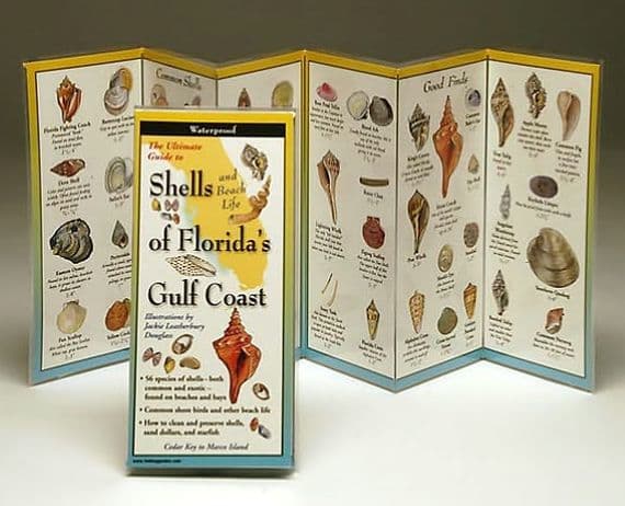 Shells of Florida's Gulf Coast by Jackie L. Douglass