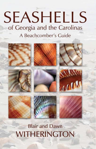 Seashells of Georgia and the Carolinas by Blair Witherington