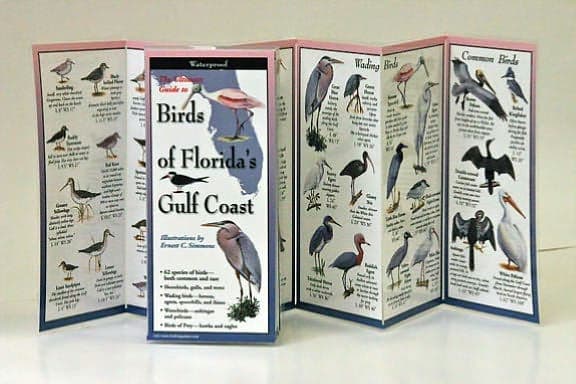 Birds of Florida's Gulf Coast by B. POSTMUS