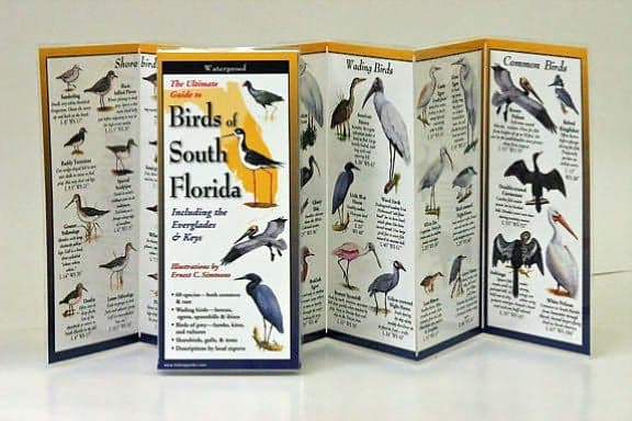 Birds of South Florida by B. POSTMUS