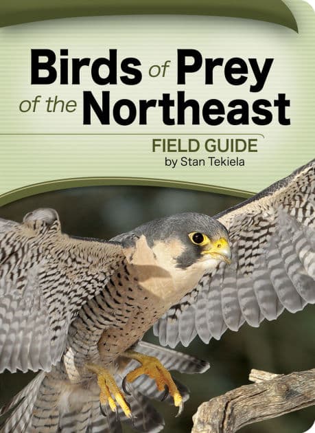 Birds of Prey of the Northeast Field Guide by Stan Tekiela