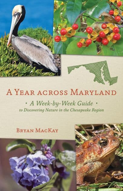 A Year across Maryland: A Week-by-Week Guide to Discovering Nature in the Chesapeake Region by Bryan MacKay