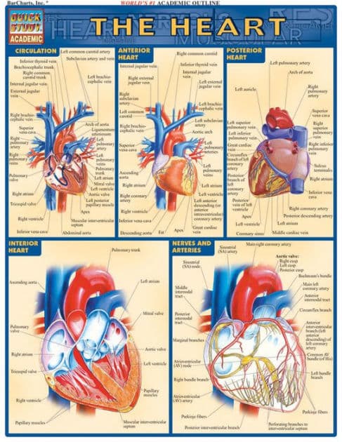 Heart: QuickStudy Laminated Reference Guide by Vincent Perez