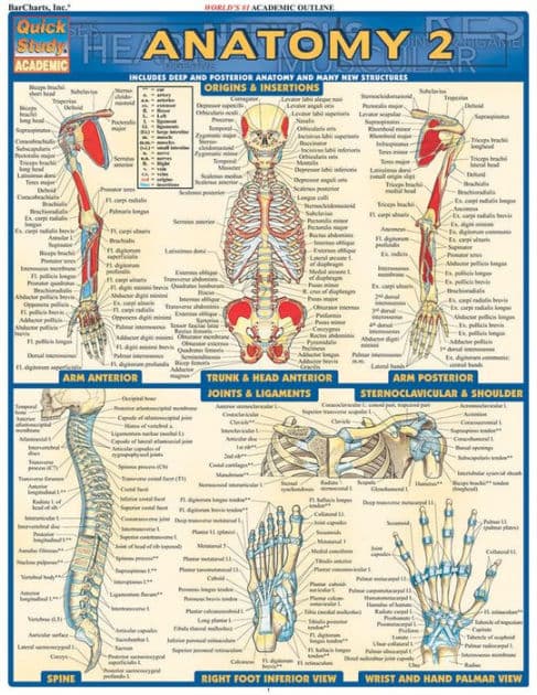 Anatomy 2 - Reference Guide (8.5 x 11): a QuickStudy Laminated Reference Guide by Vincent Perez