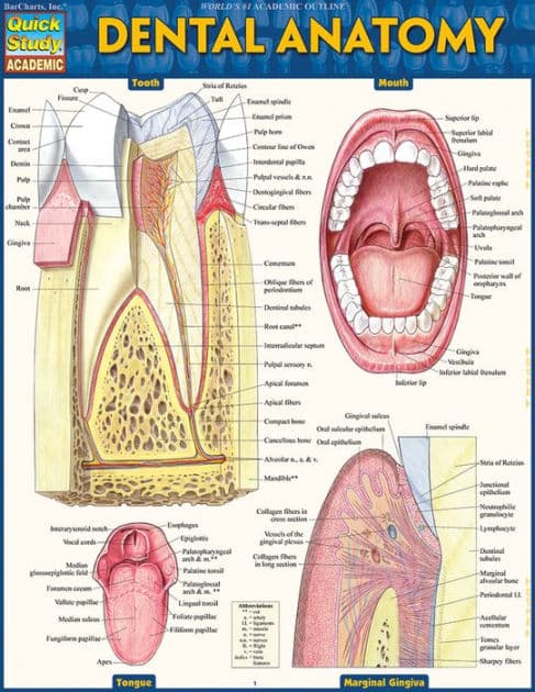 Dental Anatomy: QuickStudy Laminated Reference Guide by Vincent Perez