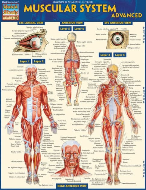Muscular System Advanced: QuickStudy Laminated Reference Guide by Vincent Perez