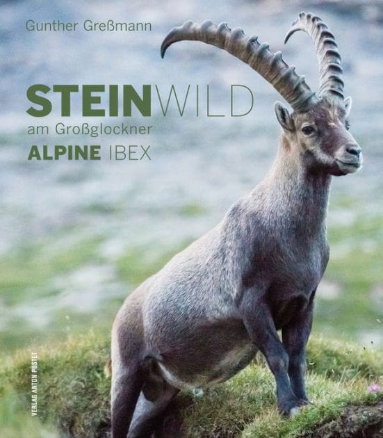 Alpine Ibex: Steinwild am Gro�glockner