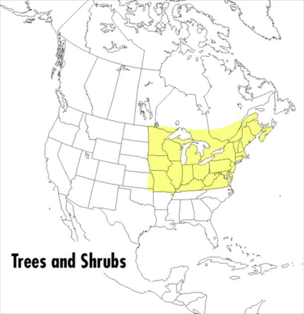 A Peterson Field Guide To Trees And Shrubs: Northeastern and north-central United States and southeastern and south-centralCanada