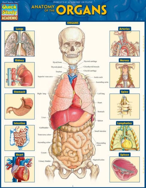 Anatomy of the Organs: QuickStudy Laminated Reference Guide