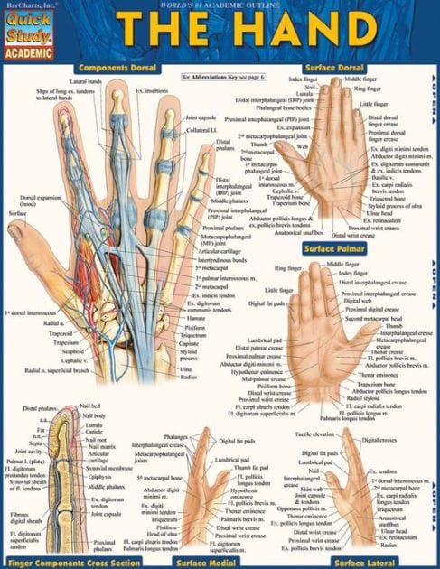The Hand: QuickStudy Laminated Reference Guide