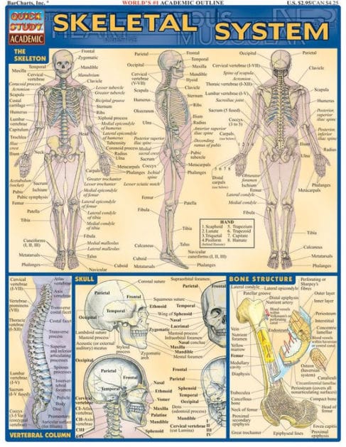 Skeletal System: QuickStudy Laminated Reference Guide
